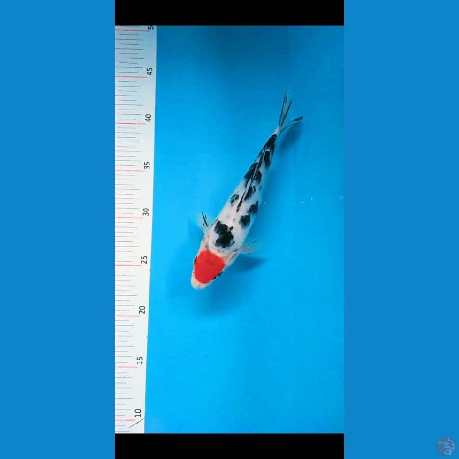 Tancho Sanke 22 cm