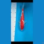 Kohaku 29 cm Jantan