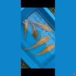 4 ginrin 1 nonginrin 18-24cm (5ekor)