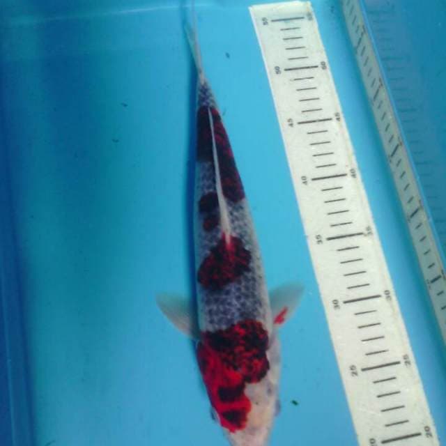 Goshiki, 34cm
