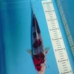 Goshiki, 34cm