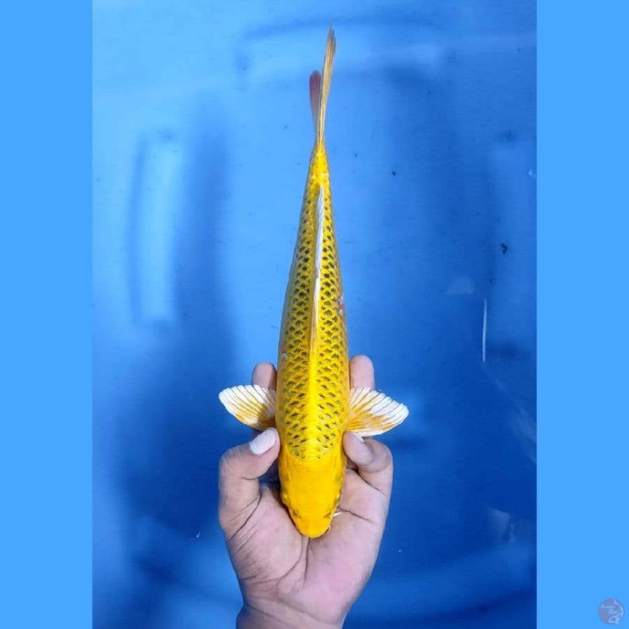 29CM # KIN KI MATSUBA ISTIMEWA - M