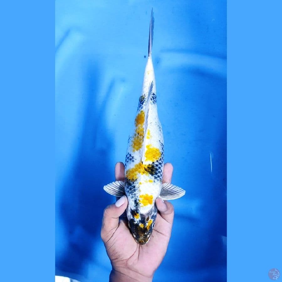 32CM # KIN KI SHOWA - F