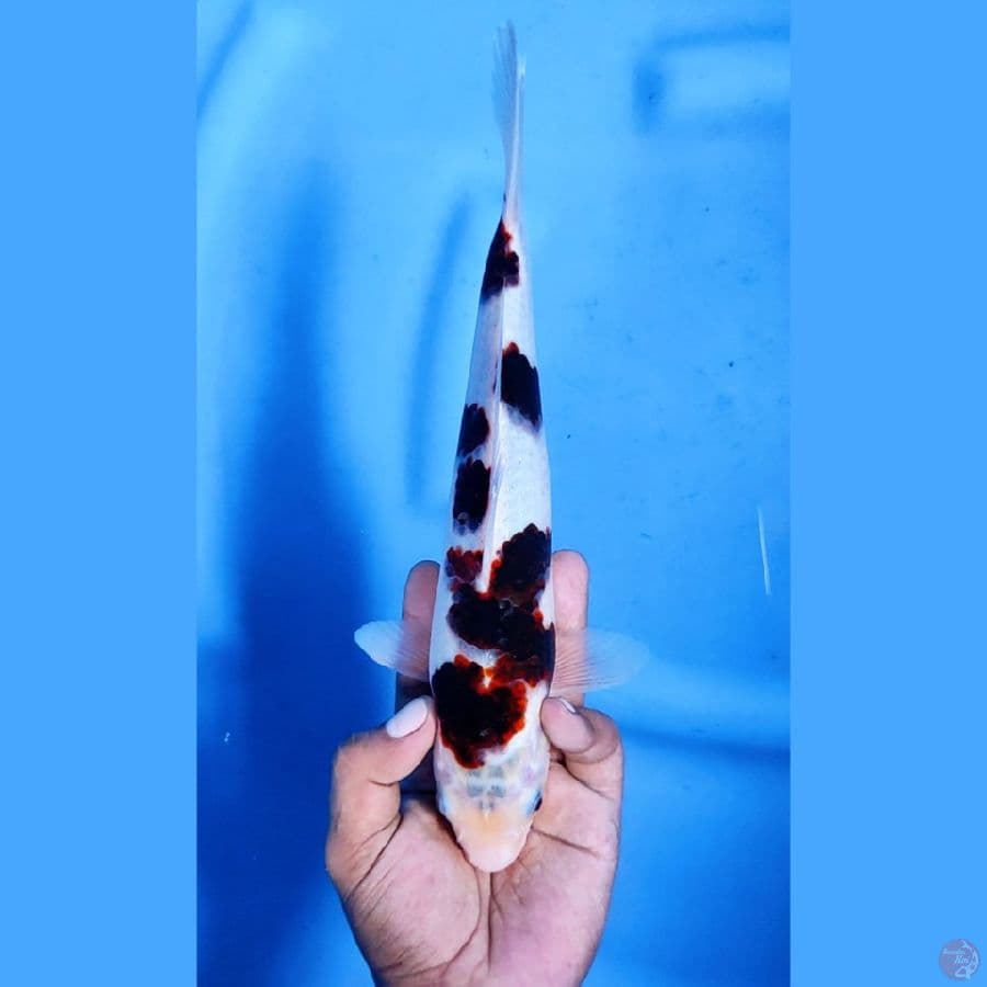 28CM # GOROMO - F