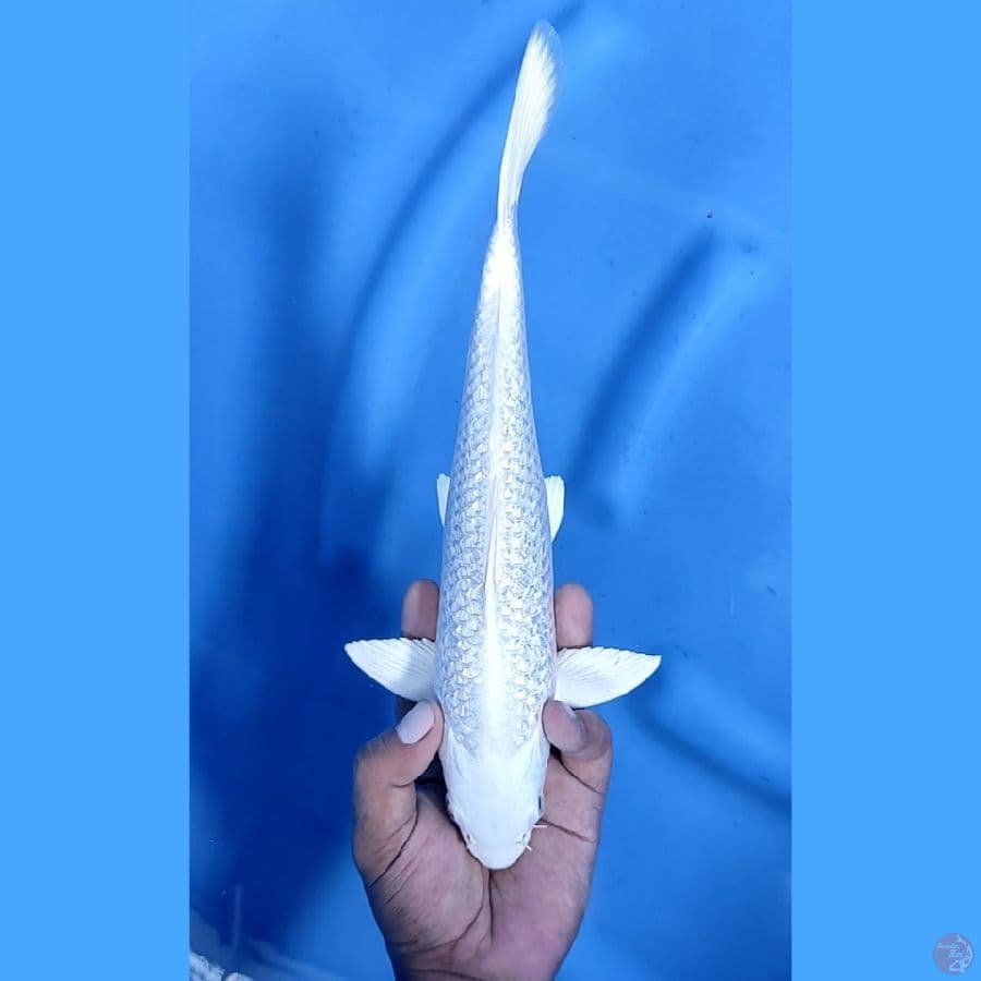 30CM # PLATINUM GINRIN - M
