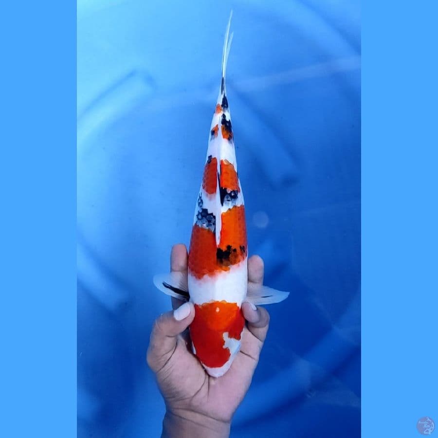 32CM # TAISHO SHANSOKU - F