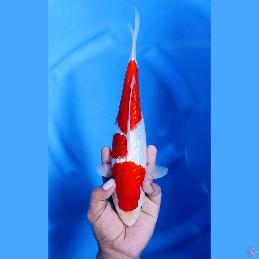 30CM # KINGINRIN KOHAKU - F