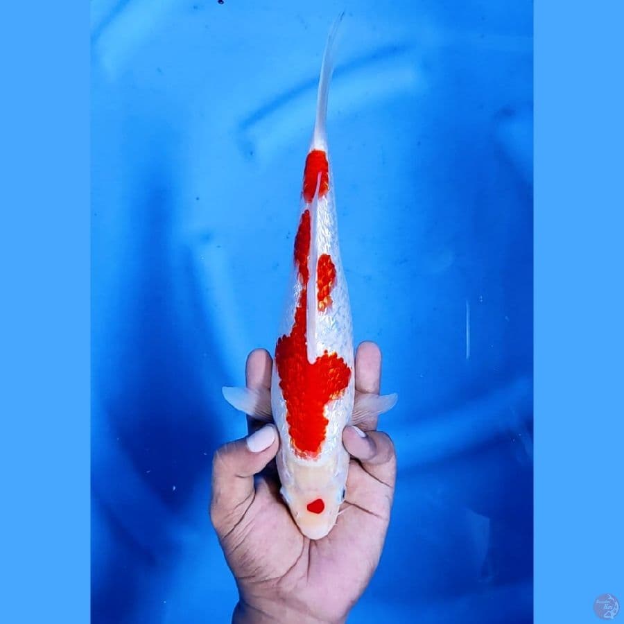 29CM # KOHAKU FULL GINRIN - F