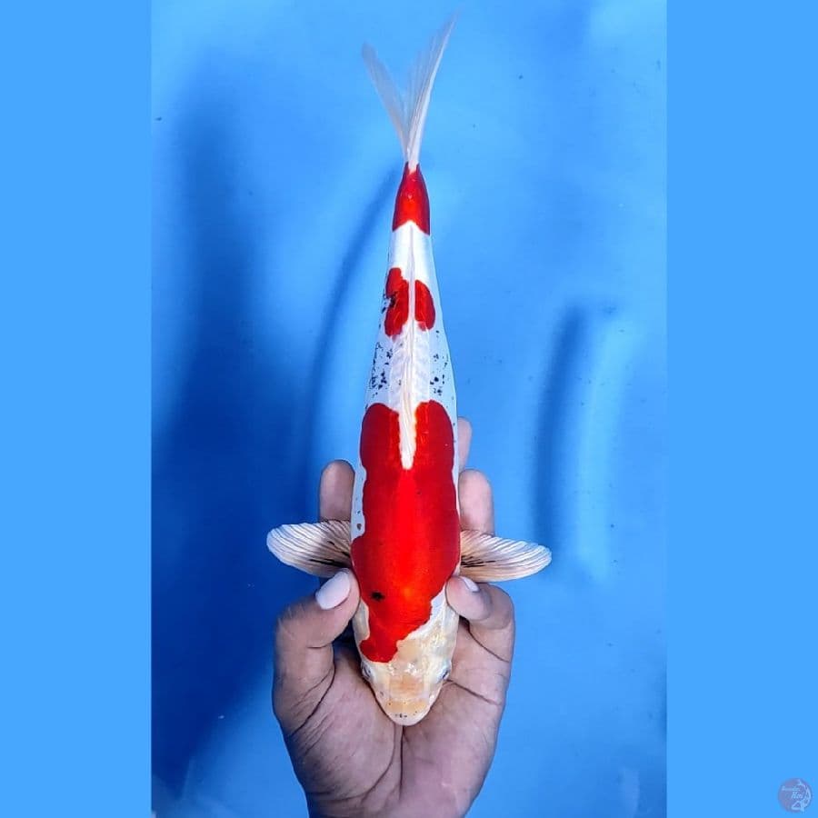 29CM # SHOWA HIKARI - M