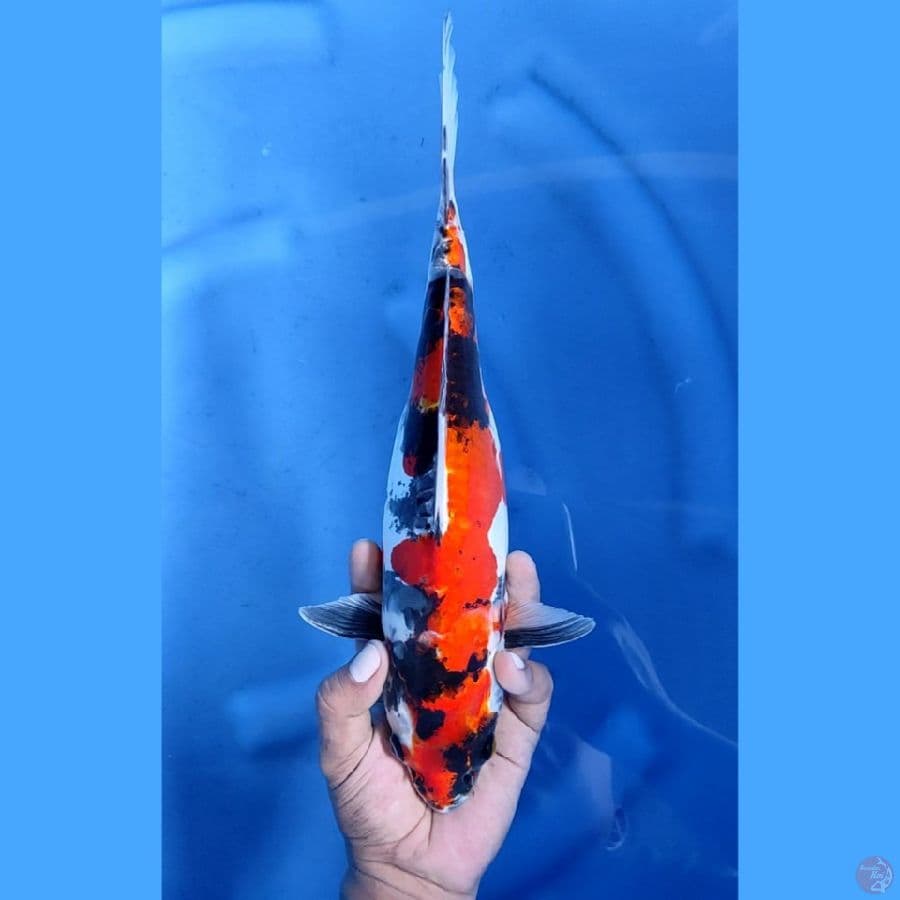 35CM # SHOWA DOITSU - F
