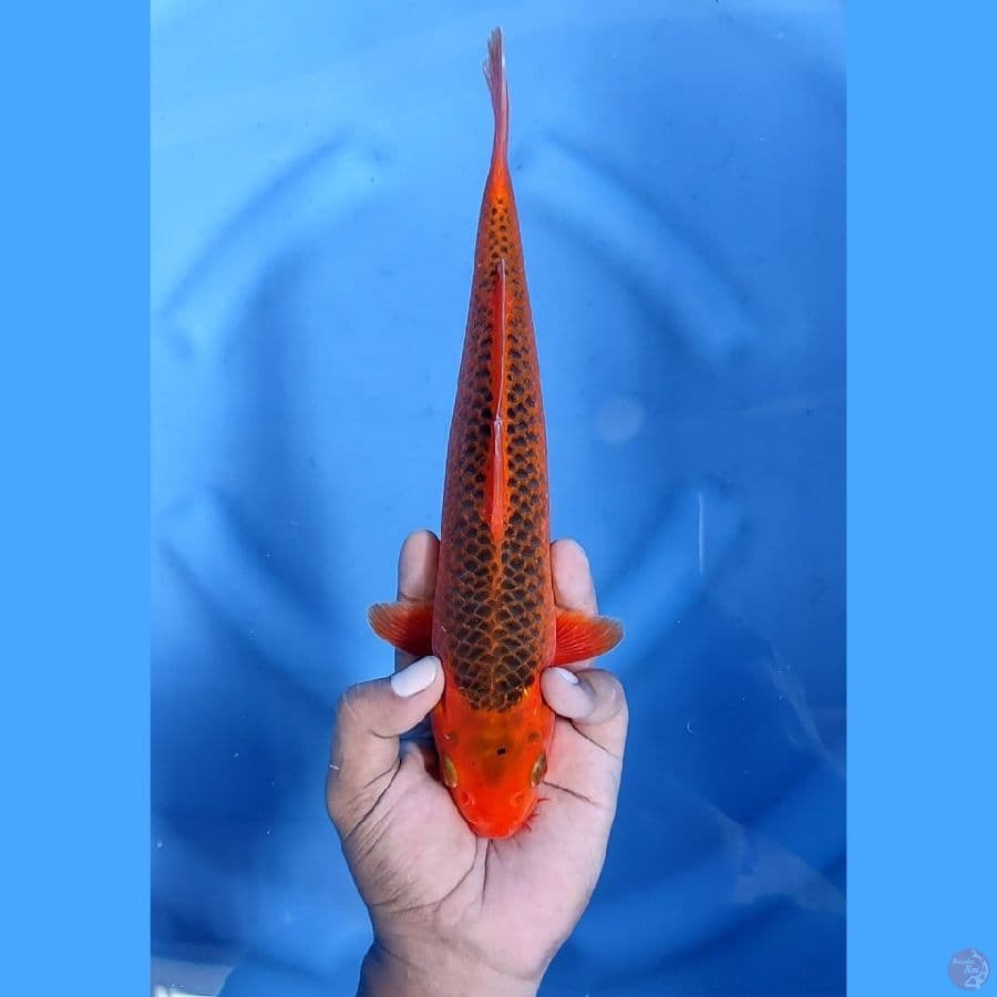 29CM # AKA MATSUBA - M
