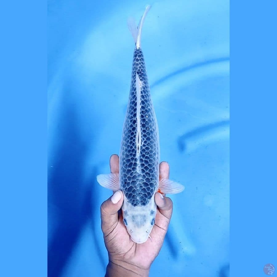 34CM # ASAGI JARING SUPER - F