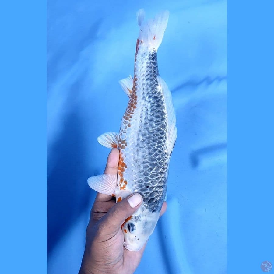 34CM # ASAGI JARING SUPER - F
