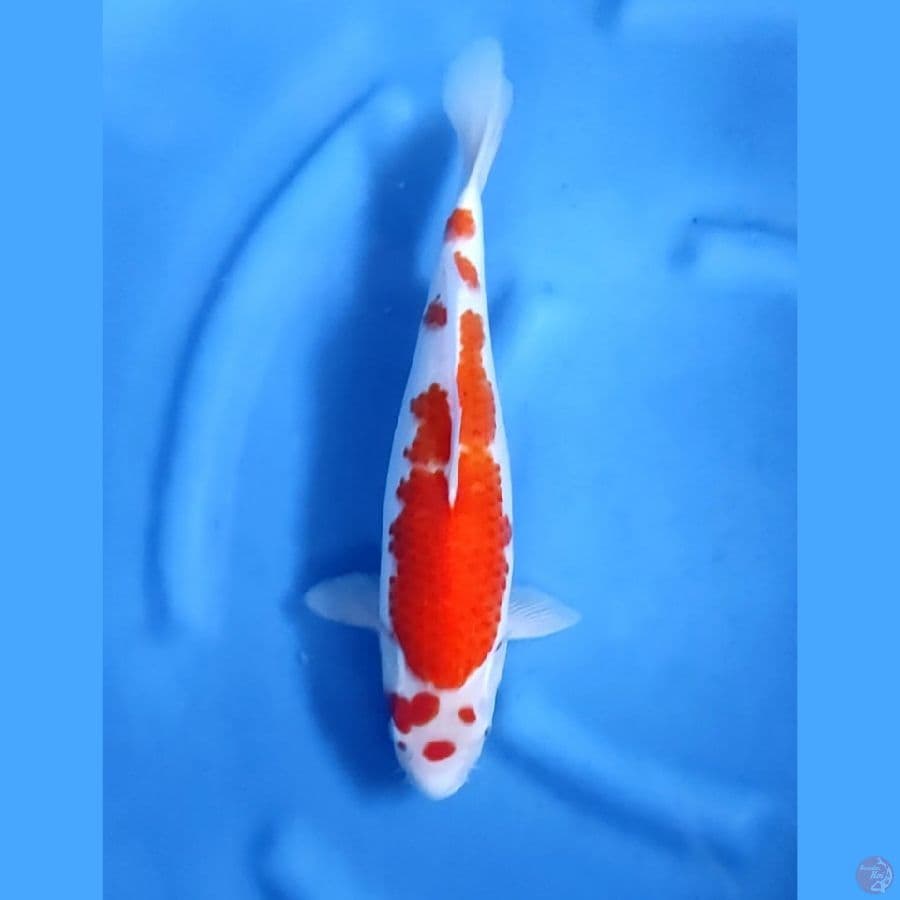 36CM # KOHAKU - F