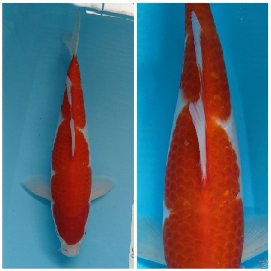Kohaku bahan 32cm