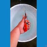 SHOWA SHANSOKU 22 CM CALON 