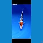sanke doit 32 cm
