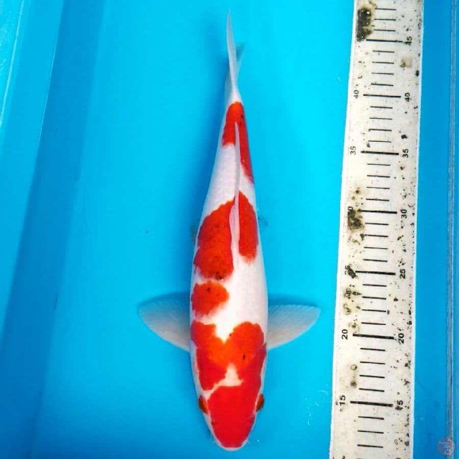 AIGOROMO 35 CM MALE