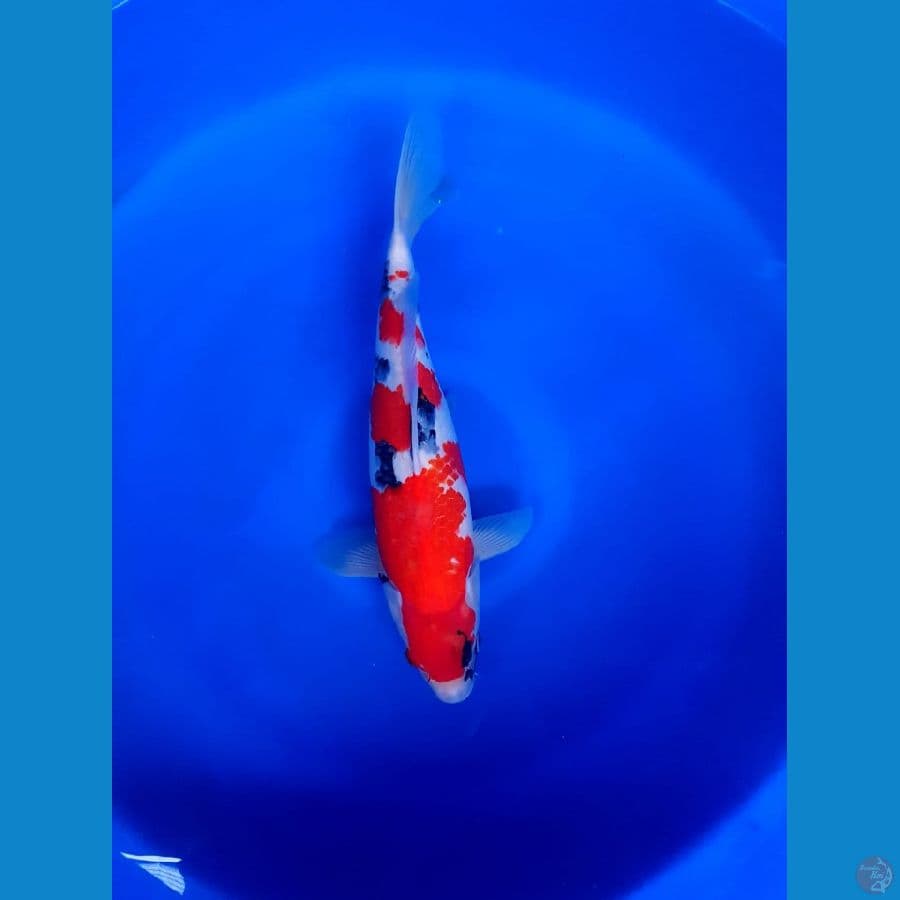 Showa 38cm original 