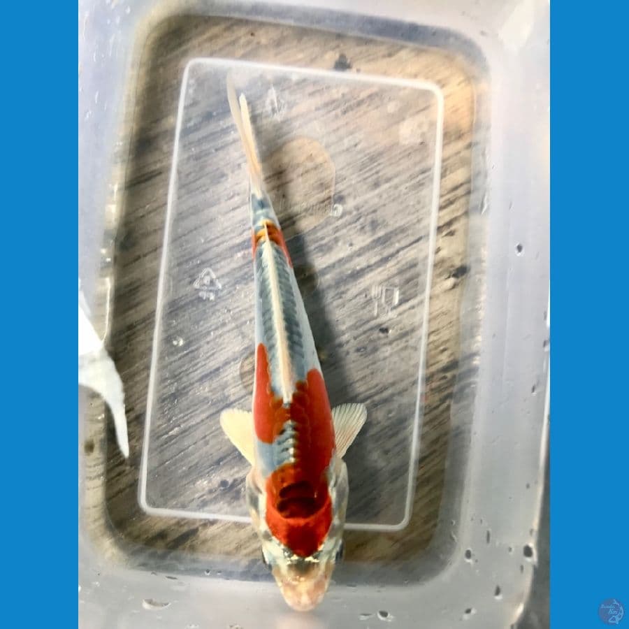 siap show 15cm, hikari tebal