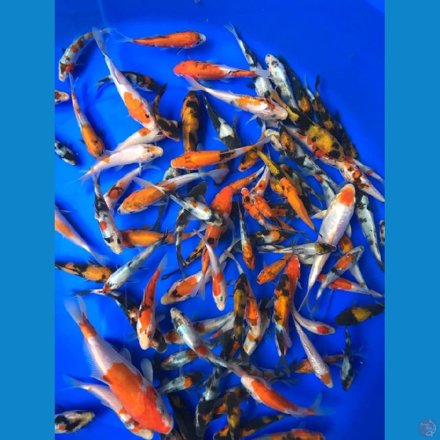 bibitan 100ekor 9-16cm