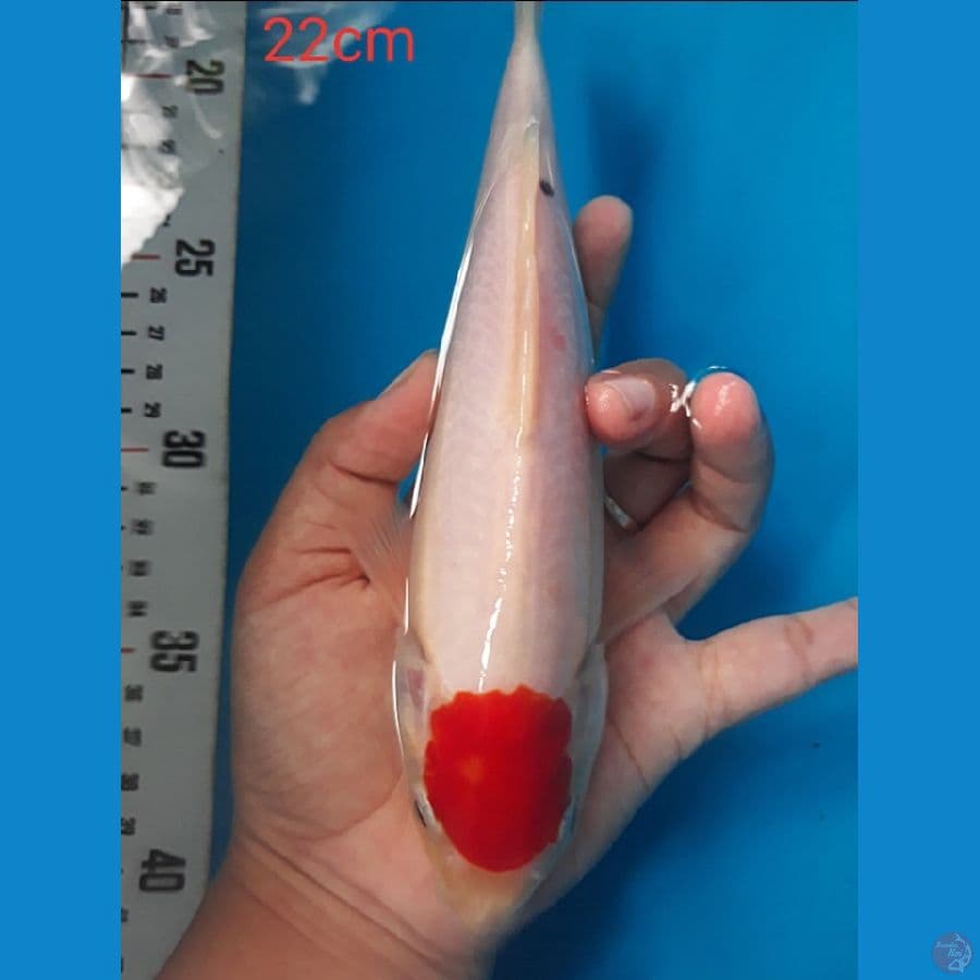 Tancho Kohaku 22cm ~ ORI