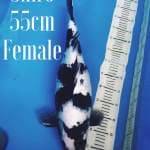 Shiro 55cm Female Super bulky