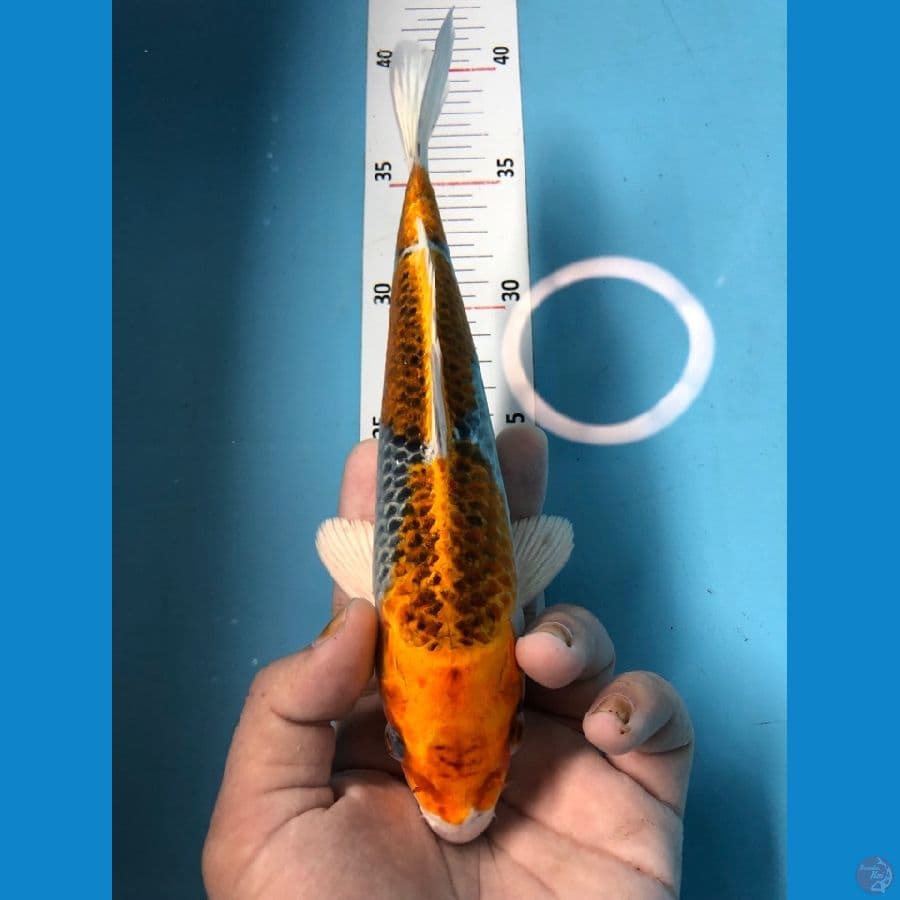 KUJAKU 24cm