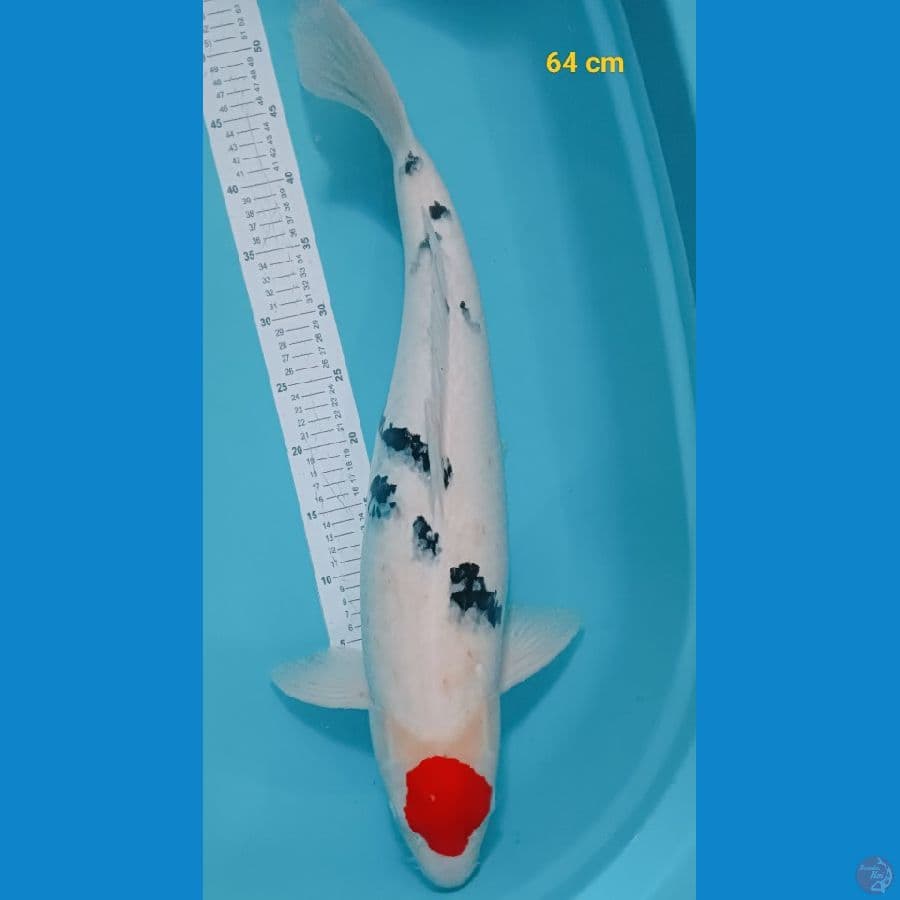 Tancho showa 64 cm