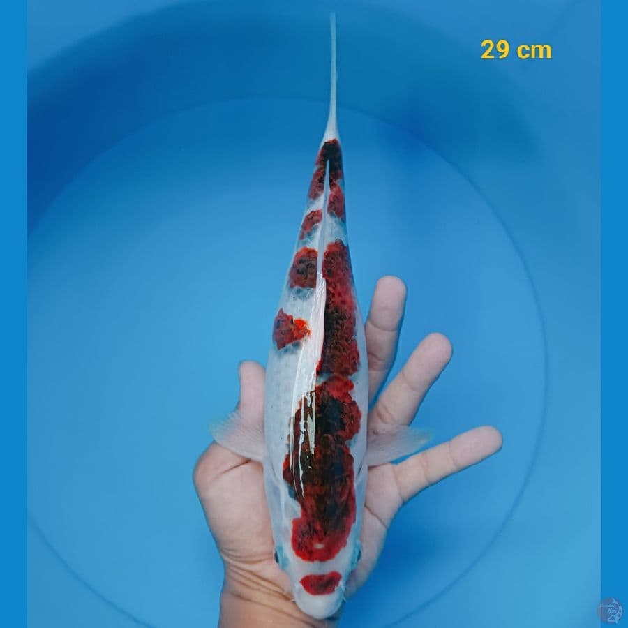 Koromo 29 cm