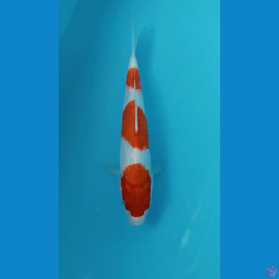 Kohaku 23cm