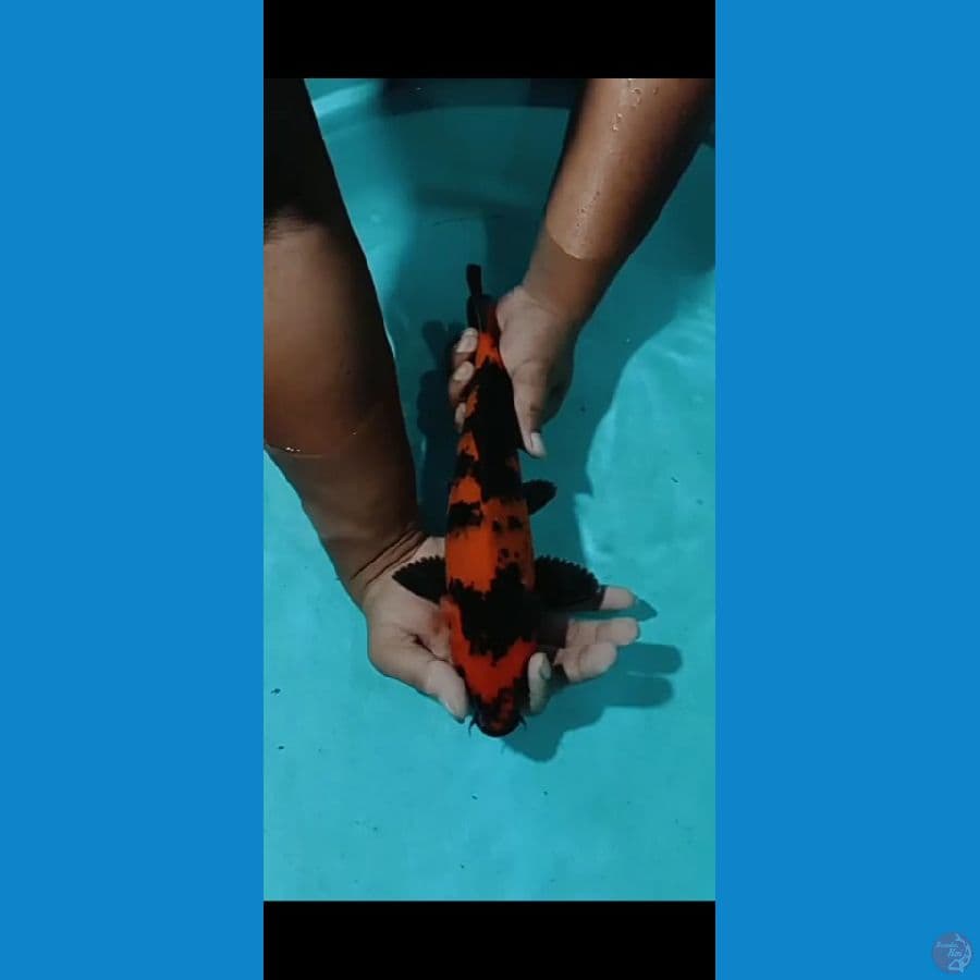 hi utsuri jantan 35 cm