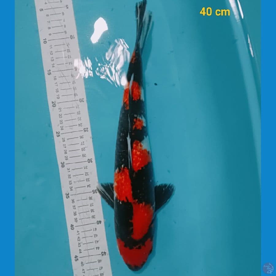 showa ginrin 40 cm