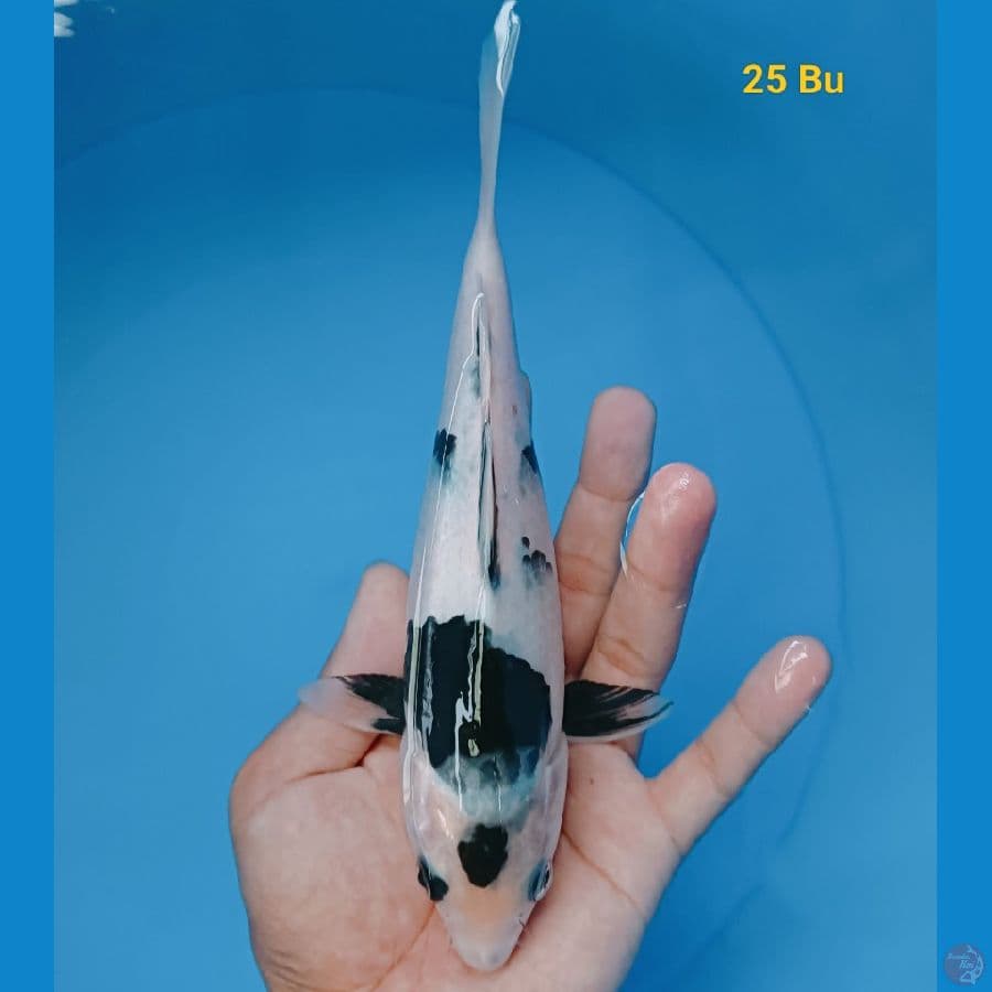 SQ shiro 25 Bu