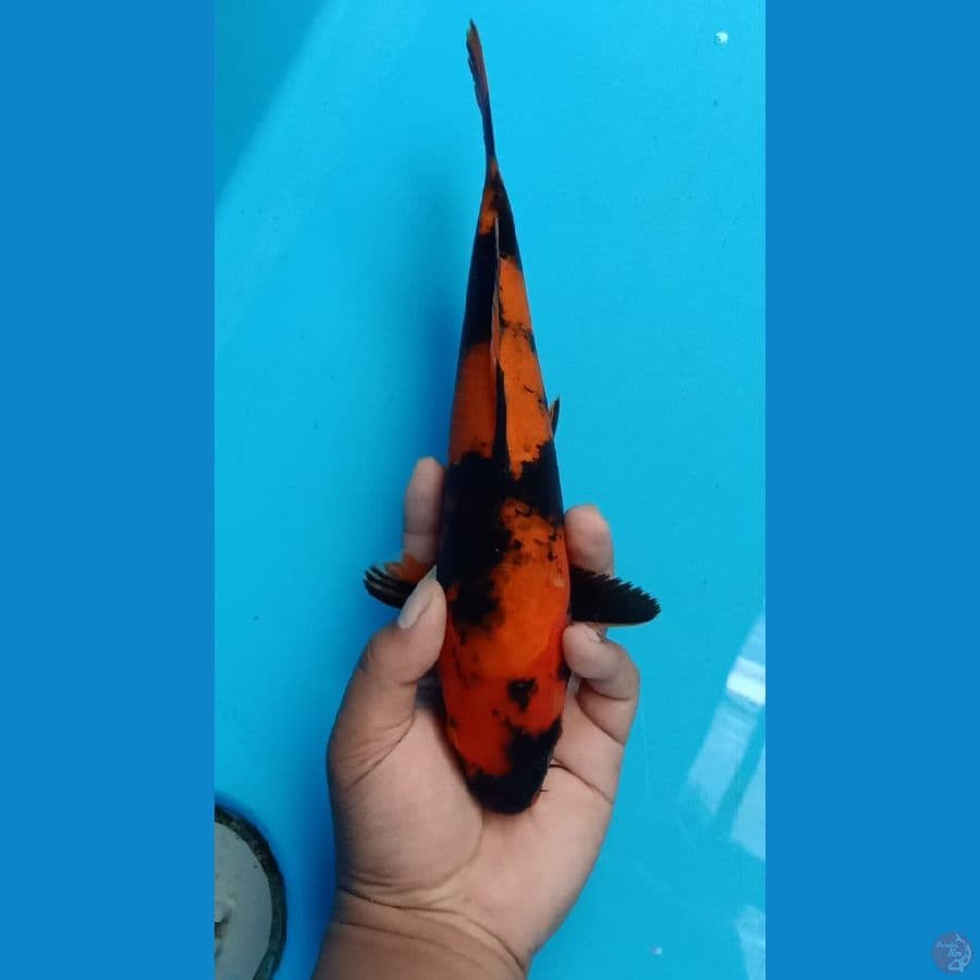 hi utsuri jantan 32 cm