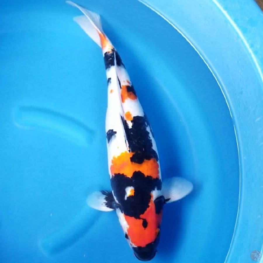 SHOWA 52 CM F