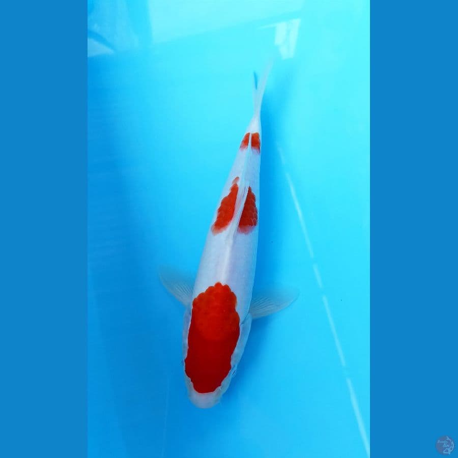 Kohaku 26cm