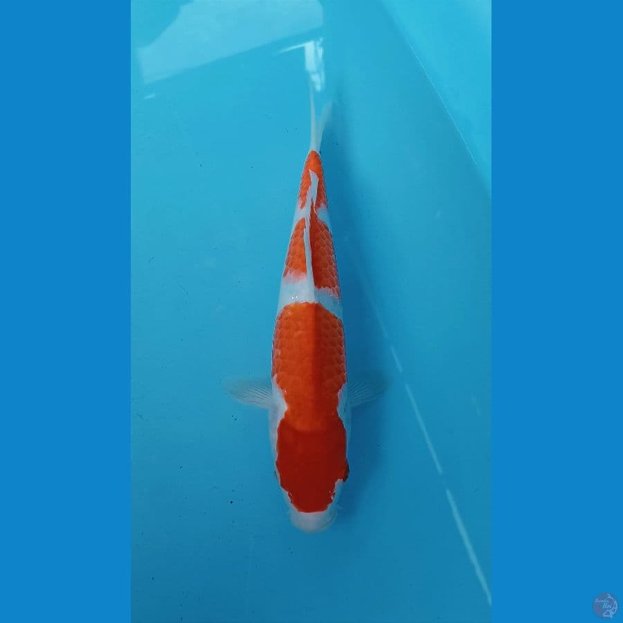 Kohaku 26cm