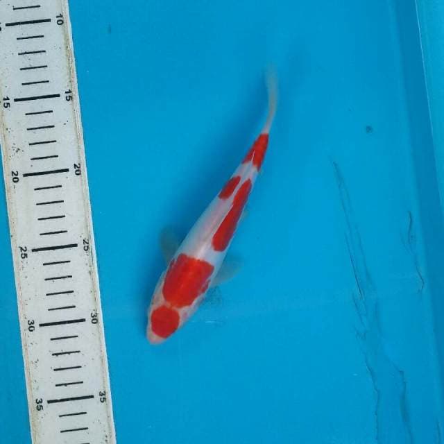 Kohaku doitsu 4 step aragoke