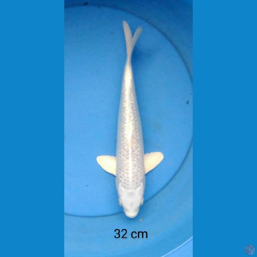 platinum ginrin male 32 cm
