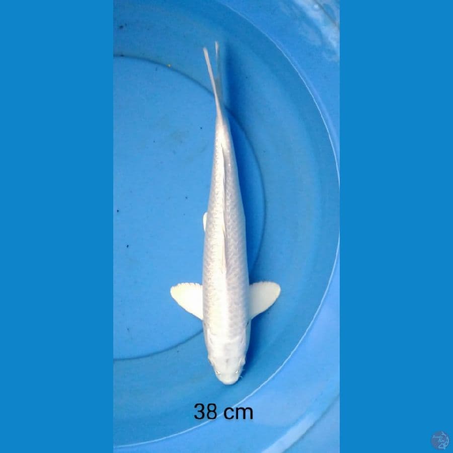 platinum ginrin male 38 cm