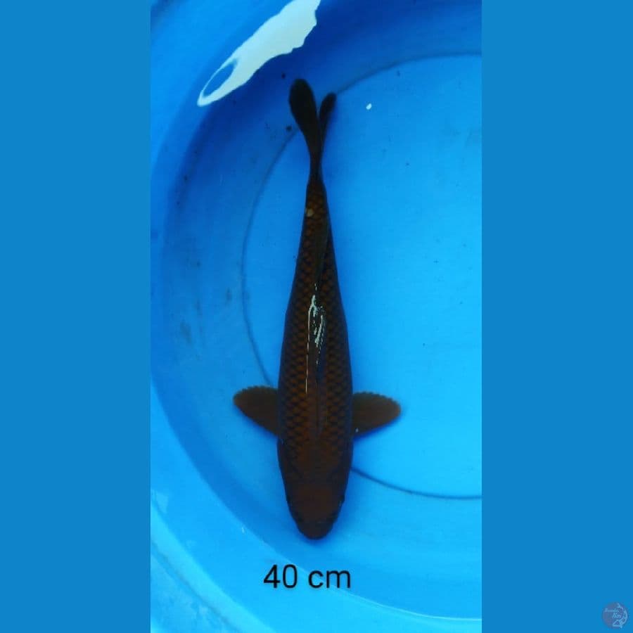 chagoi tembaga jumbo 40 cm