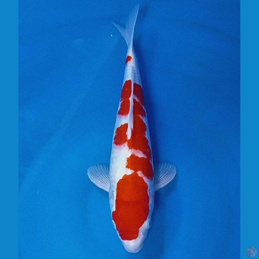 37 cm khohaku / male 