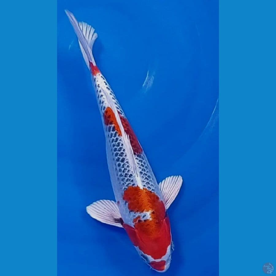 kujaku 33 cm /male