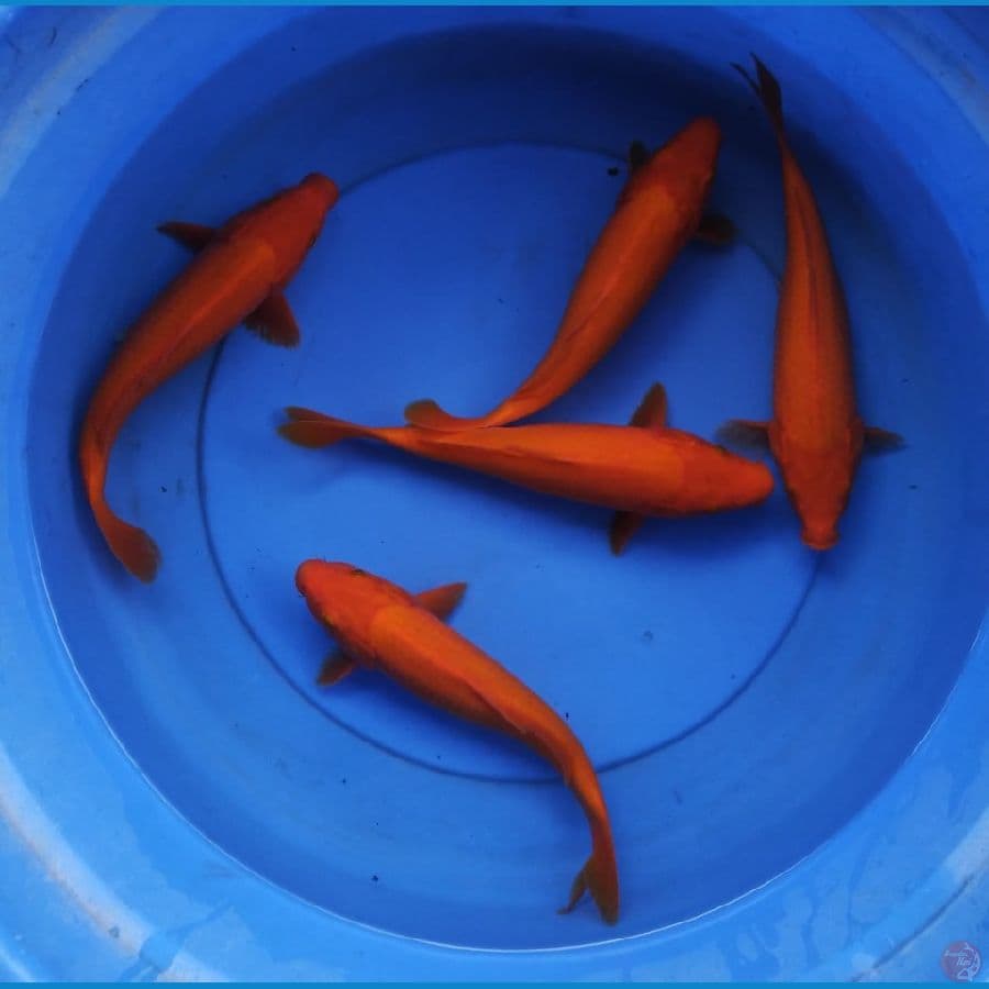 benigoi mantap 27-28 cm