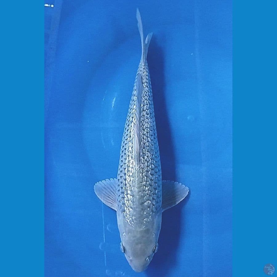 33 cm gindrin / male
