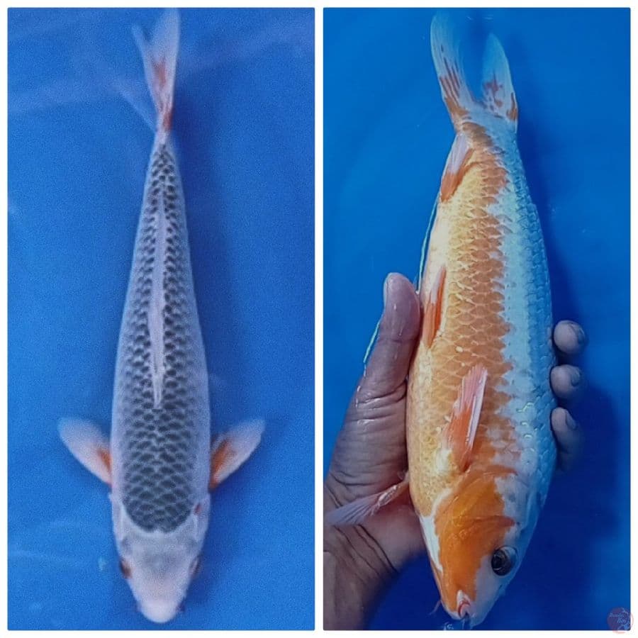 33 cm asagi / male 