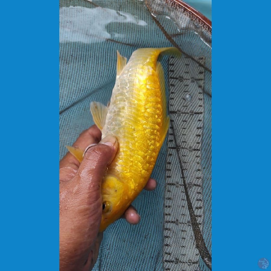 25cm karasi