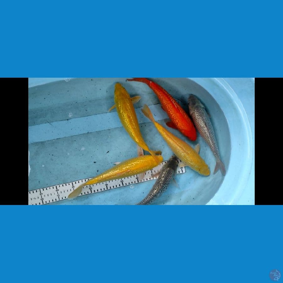 25-29cm ginrin full