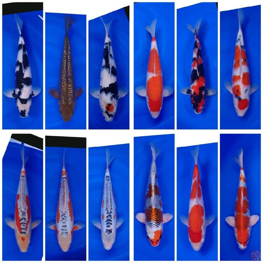 Koi Import Jepang Paket 12 Ekor Super Spesial 29-58cm